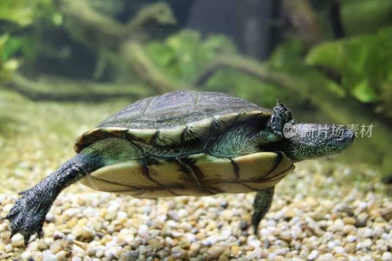 欧洲池龟，池龟，Sumpfschildkröte, Emys轮匝肌，蒂罗尔，奥地利